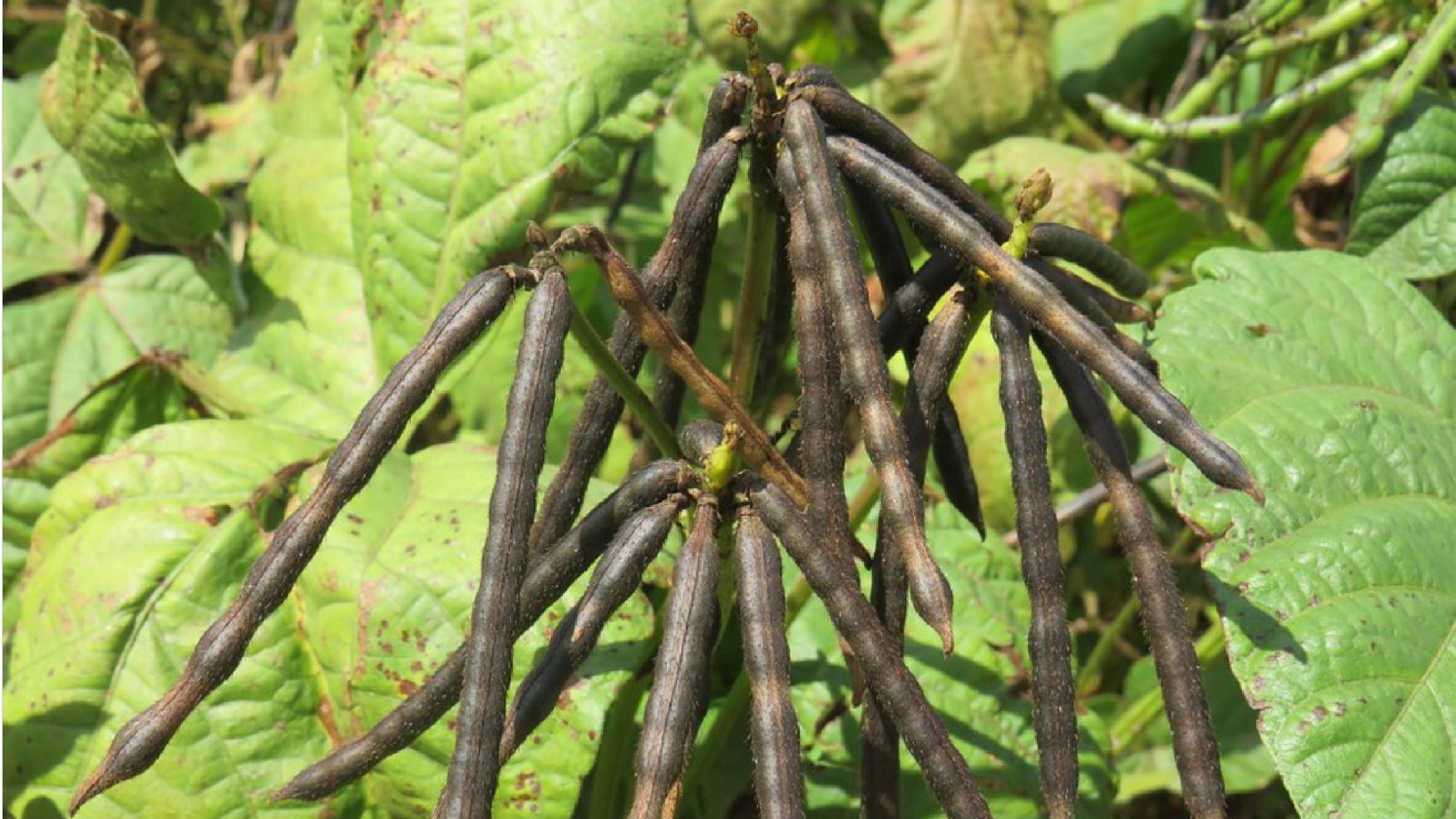 Green Grams(Ndengu)
